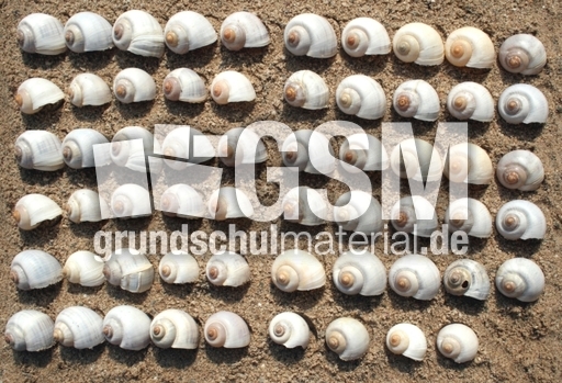 Schneckenhäuser-59.jpg